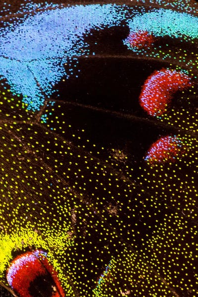 Wings: Butterfly Wing Macro-Photography III by Darrell Gulin