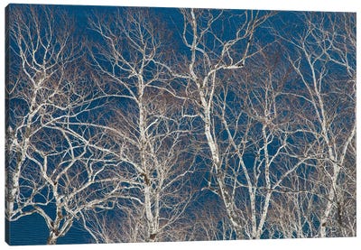 Birch Trees Along The Shoreline Of Lake Mashu I, Hokkaido, Japan Canvas Art Print - Birch Tree Art