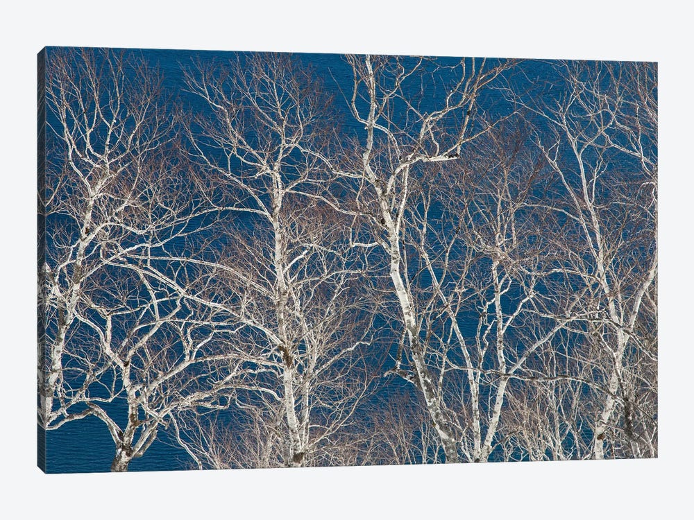 Birch Trees Along The Shoreline Of Lake Mashu I, Hokkaido, Japan by Darrell Gulin 1-piece Canvas Print