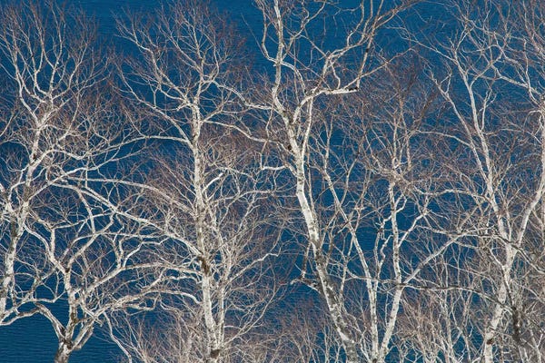 Birch Trees: Birch Trees Along The Shoreline I, Lake Mashu, Hokkaido, Japan by Darrell Gulin