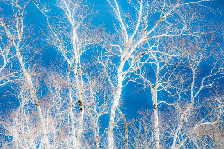 Birch Trees Along The Shoreline II, Lake Mashu, Hokkaido, Japan