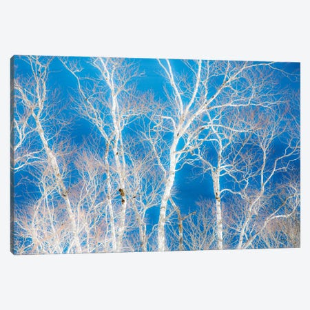 Birch Trees Along The Shoreline Of Lake Mashu II, Hokkaido, Japan Canvas Print #DGU116} by Darrell Gulin Canvas Print