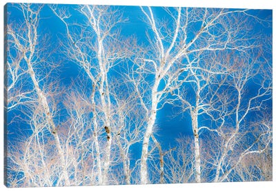 Birch Trees Along The Shoreline Of Lake Mashu II, Hokkaido, Japan Canvas Art Print - Darrell Gulin
