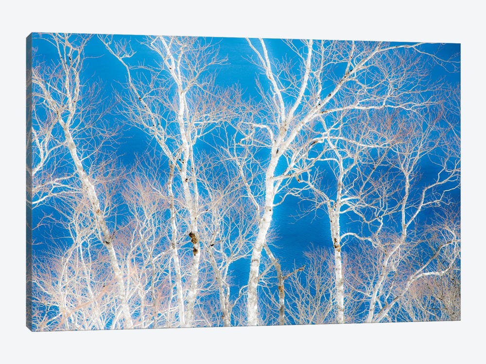 Birch Trees Along The Shoreline Of Lake Mashu II, Hokkaido, Japan by Darrell Gulin 1-piece Canvas Artwork