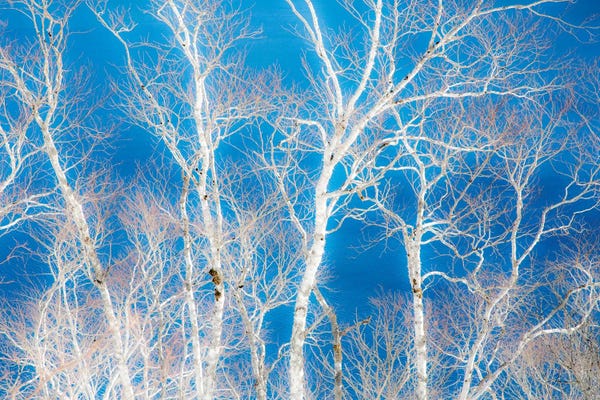 Birch Trees Along The Shoreline II, Lake Mashu, Hokkaido, Japan