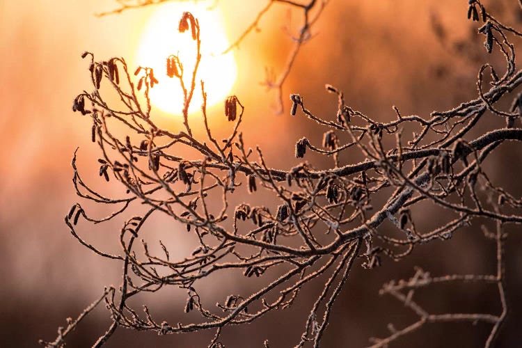 Frost on trees on rivers edge, Hokkaido, Japan