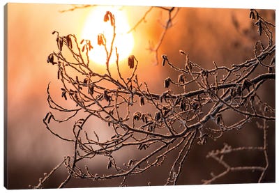Frost on trees on rivers edge, Hokkaido, Japan Canvas Art Print - Ice & Snow Close-Up Art
