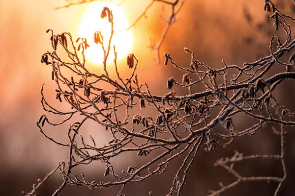 Ice & Snow Close-Ups: Frost on trees on rivers edge, Hokkaido, Japan by Darrell Gulin