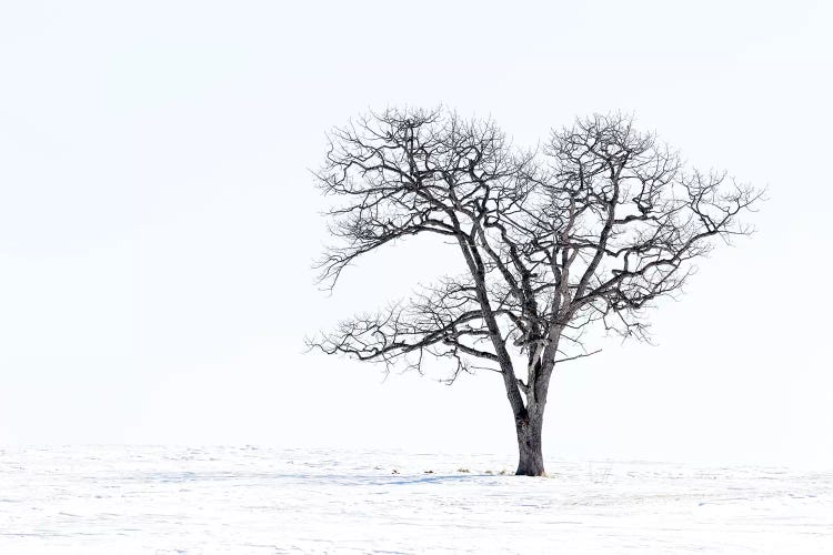 Lone Tree In Field Of Snow, Hokkaido, Japan