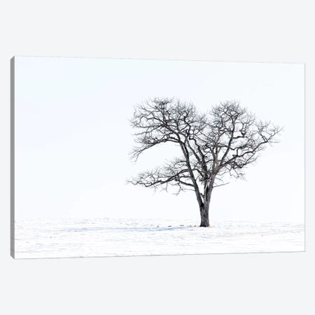 Lone Tree In Field Of Snow, Hokkaido, Japan Canvas Print #DGU119} by Darrell Gulin Canvas Wall Art