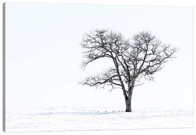Lone Tree In Field Of Snow, Hokkaido, Japan Canvas Art Print