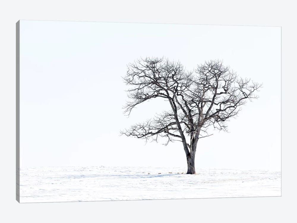 Lone Tree In Field Of Snow, Hokkaido, Japan by Darrell Gulin 1-piece Art Print