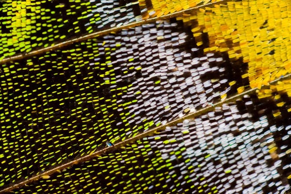 Darrell Gulin: Butterfly Wing Macro-Photography IV by Darrell Gulin