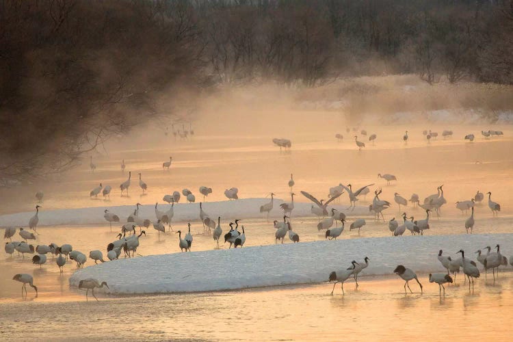 Morning first light and steam coming off of river with resting Red Crowned Cranes