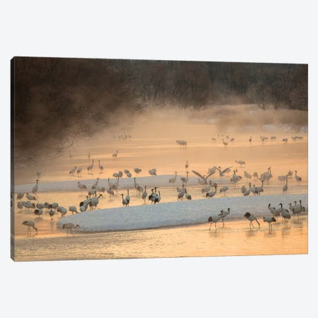 Morning first light and steam coming off of river with resting Red Crowned Cranes Canvas Print #DGU120} by Darrell Gulin Canvas Print