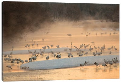 Morning first light and steam coming off of river with resting Red Crowned Cranes Canvas Art Print - Darrell Gulin