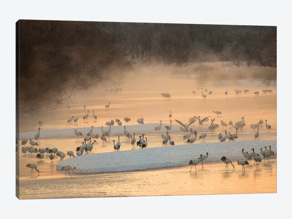 Morning first light and steam coming off of river with resting Red Crowned Cranes by Darrell Gulin 1-piece Canvas Art Print