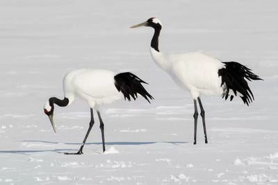 Rare red-crowned crane of Northern Island of Hokkaido, Japan by Darrell Gulin metal wall art