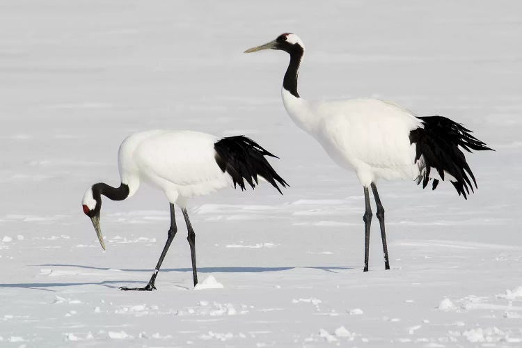 Rare red-crowned crane of Northern Island of Hokkaido, Japan