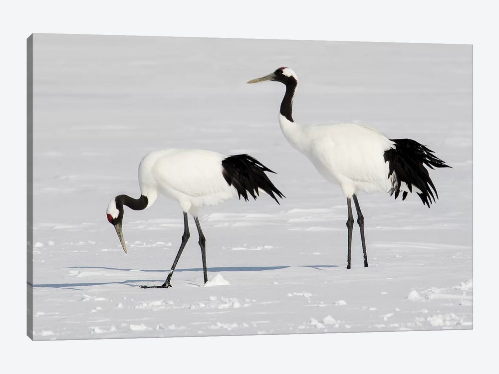Rare red-crowned crane of Northern Island of Hokkaido, Japan by Darrell Gulin 1-piece Canvas Print