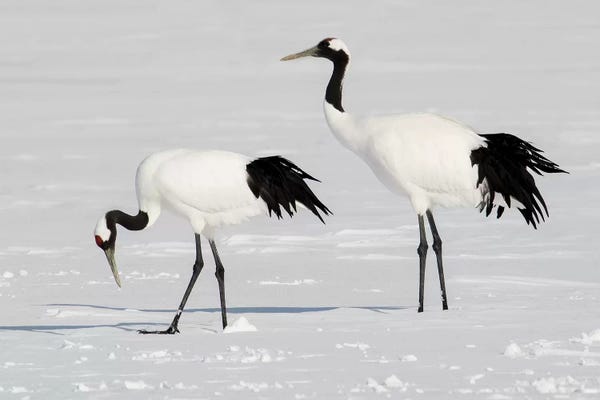 Darrell Gulin: Rare red-crowned crane of Northern Island of Hokkaido, Japan by Darrell Gulin
