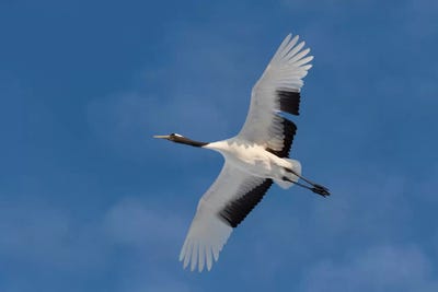 Rare red-crowned crane of Northern Island of Hokkaido, Japan by Darrell Gulin metal wall art
