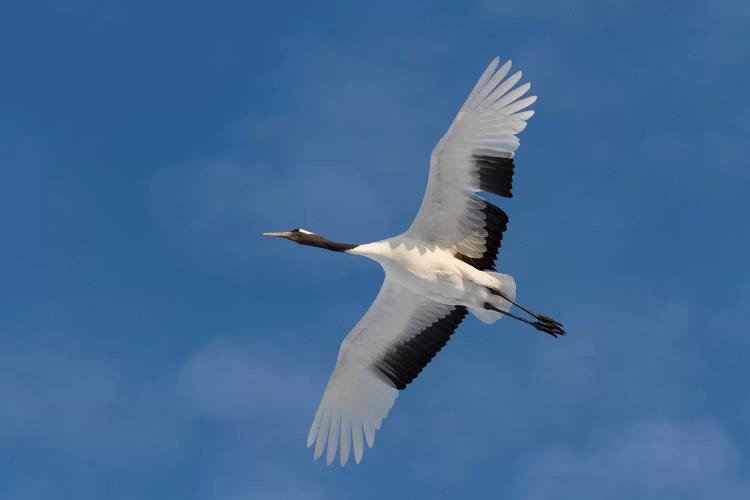 Rare red-crowned crane of Northern Island of Hokkaido, Japan