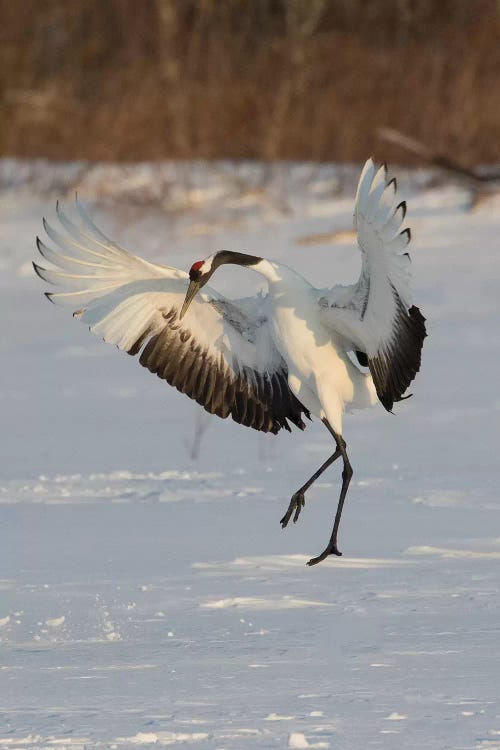 Rare red-crowned crane of Northern Island of Hokkaido, Japan