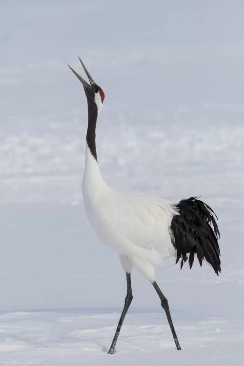 Red Crowned Crane of northern island of Hokkaido, Japan