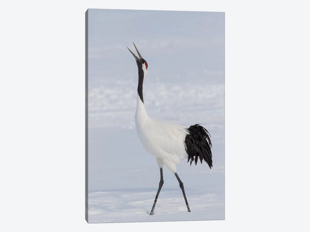 Red Crowned Crane of northern island of Hokkaido, Japan by Darrell Gulin 1-piece Canvas Wall Art