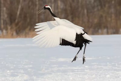 Red Crowned Crane of northern island of Hokkaido, Japan by Darrell Gulin metal wall art