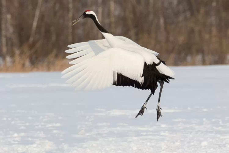 Red Crowned Crane of northern island of Hokkaido, Japan