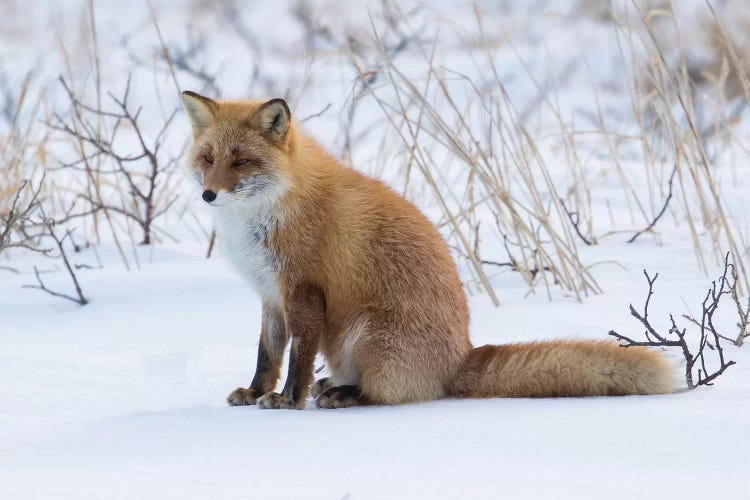 Red fox sitting in snow by Darrell Gulin wall art