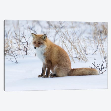 Red fox sitting in snow Canvas Print #DGU129} by Darrell Gulin Art Print