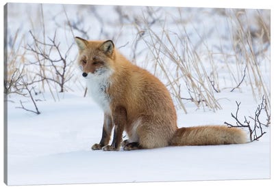 Red fox sitting in snow Canvas Art Print