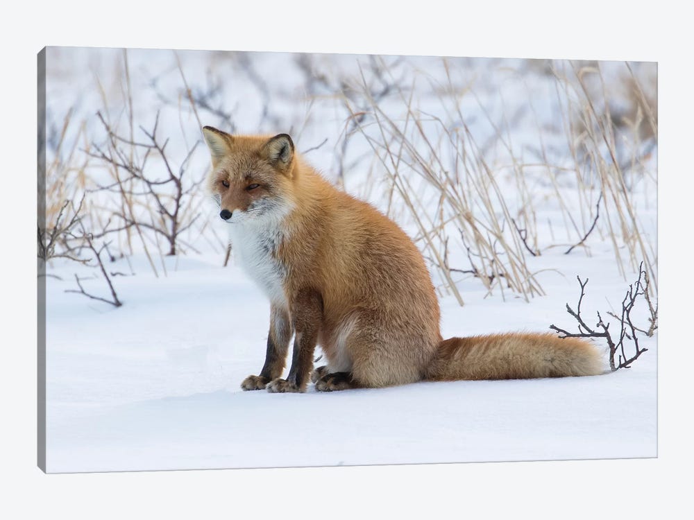 Red fox sitting in snow by Darrell Gulin 1-piece Canvas Art