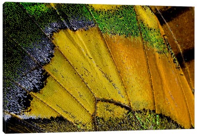 Butterfly Wing Macro-Photography V Canvas Art Print - Darrell Gulin
