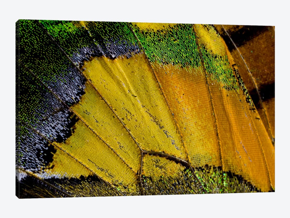 Butterfly Wing Macro-Photography V by Darrell Gulin 1-piece Canvas Print