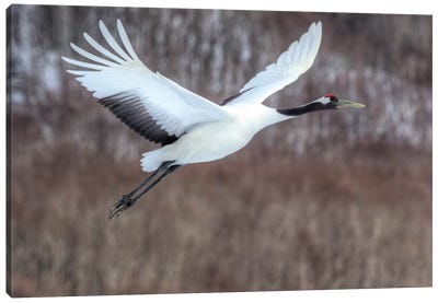Red-crowned crane flying Canvas Art Print - Darrell Gulin