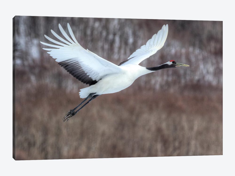 Red-crowned crane flying by Darrell Gulin 1-piece Canvas Wall Art