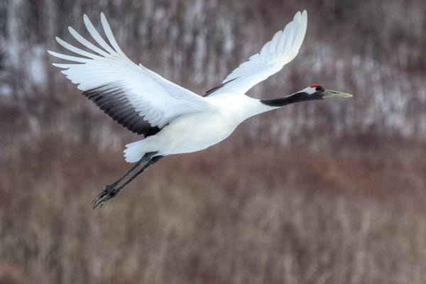 Darrell Gulin: Red-crowned crane flying by Darrell Gulin