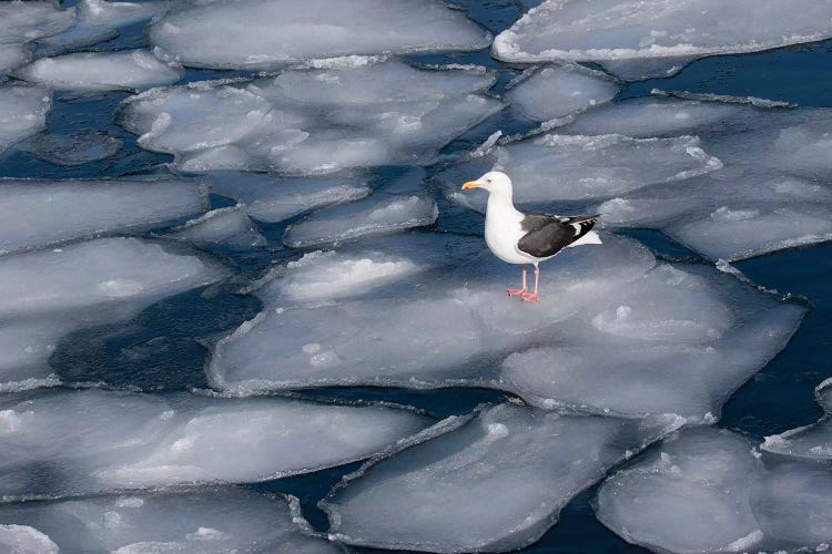 Seagull on pancake ice along Shiretoko Peninsula winter northern Hokkaido Island, Japan