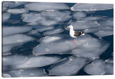 Seagull on pancake ice along Shiretoko Peninsula winter northern Hokkaido Island, Japan Canvas Art Print - Gull & Seagull Art