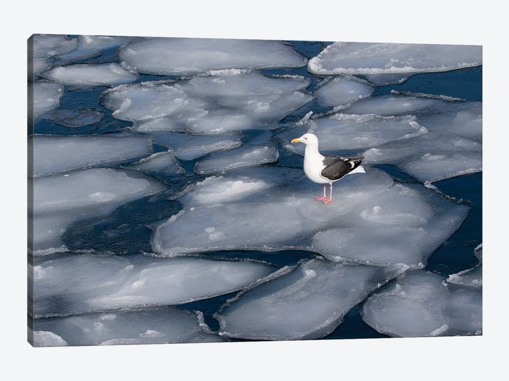 Seagull on pancake ice along Shiretoko Peninsula winter northern Hokkaido Island, Japan by Darrell Gulin 1-piece Canvas Art Print