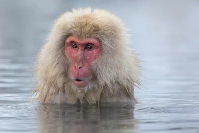 Snow Monkeys, Nagano, Japan by Darrell Gulin acrylic art print
