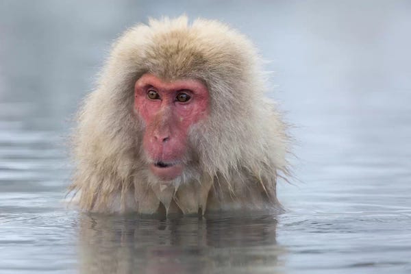 Monkeys: Snow Monkeys, Nagano, Japan by Darrell Gulin