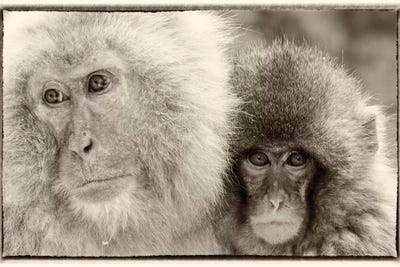 Snow Monkeys, Nagano, Japan by Darrell Gulin canvas print