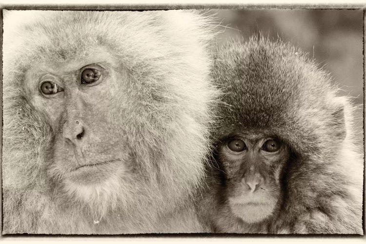 Snow Monkeys, Nagano, Japan