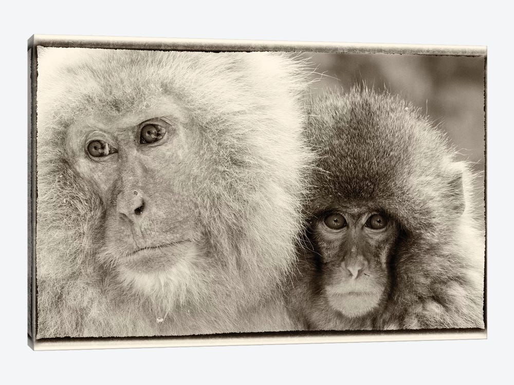 Snow Monkeys, Nagano, Japan by Darrell Gulin 1-piece Canvas Art Print