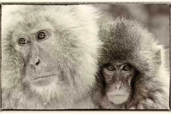 Monkeys: Snow Monkeys, Nagano, Japan by Darrell Gulin